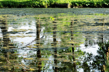 Lake in the park