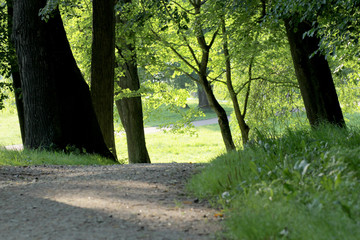 Park in the summer