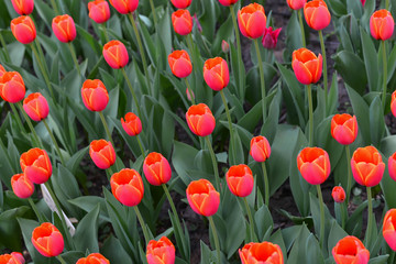 Fototapeta premium The pretty color of peach tulips beginning to open under the warmth of Springtime sunshine