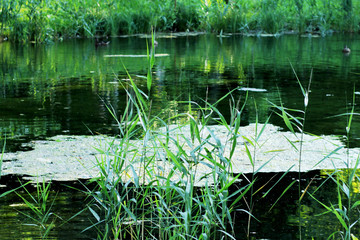 Lake in the park