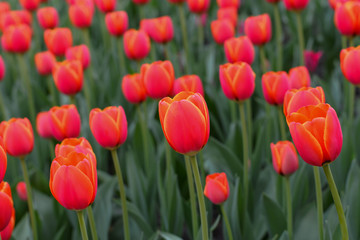 The pretty color of peach tulips beginning to open under the warmth of Springtime sunshine