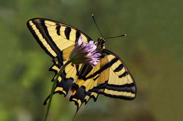 Tiger swallow butterfly ; Papilio alexanor