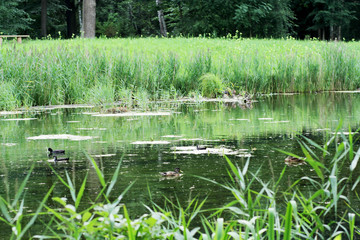 Lake in the park