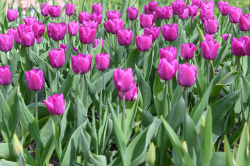 The pretty color of peach tulips beginning to open under the warmth of Springtime sunshine