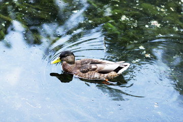 Duck on the lake in the park in summer