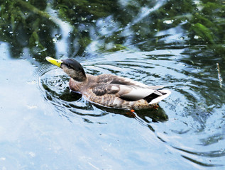 Duck on the lake