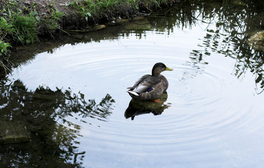 Duck on the lake