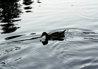 Duck on the lake