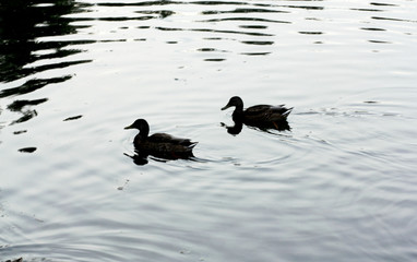 Ducks on the lake