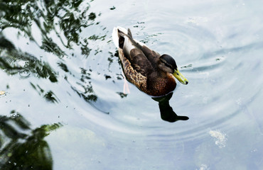 Duck on the lake