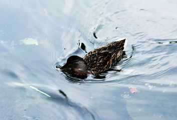 Duck on the lake