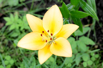 Lily flower