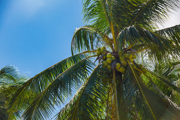 Fototapeta premium Ripening coconuts on coconut palm close-up shot