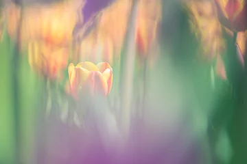 Foto op Canvas Beautiful colored Dutch tulips in a flowering tulip field © fotografiecor