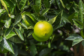 Fruits of citrus orange tree branches closeup shot.