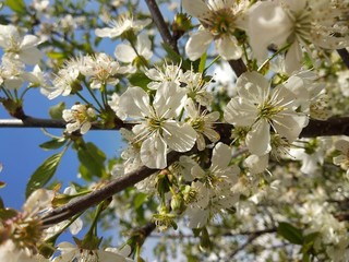 Little flowers of cherry. Frolicking cherry blossoms in the garden. Beautiful white flowers.