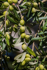  Branches with the fruits of the olive tree olives shot close-up. 