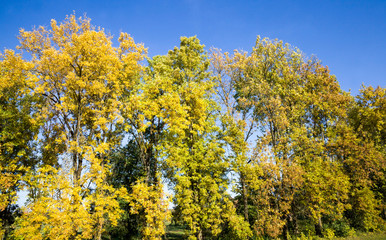 autumn trees