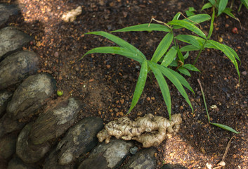 Flowerbed with the ground with ginger root and its young sprouts in the garden of plants and spices in Sri Lanka