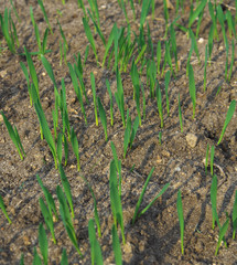 The seedlings are growing from the fertile soil, concept of agriculture.