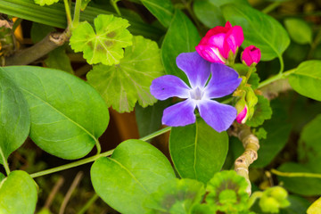 Periwinkle Wide Open Petals (Vinca Minor) and Geranium Pelargonium