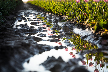 Fototapeta premium Reflective rain water in the mud of the colored flowering tulip fields of Holland