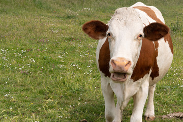 Naklejka na ściany i meble Cow eating grass open mouth brown and white animal farm