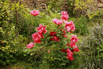 Pivoine arbustive