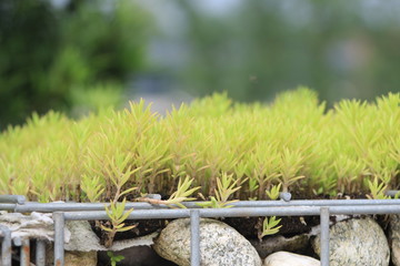 GREEN PLANT