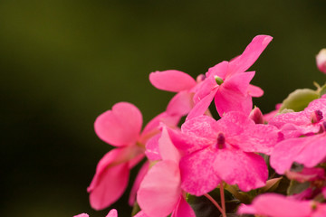 Obraz premium Pink flowers, a bunch of little flowers, irises