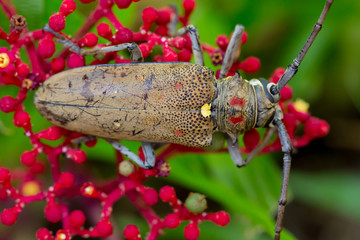 The Exotic Beautiful Longhorn Beetle Palo Verde on Leea guineensis flower.