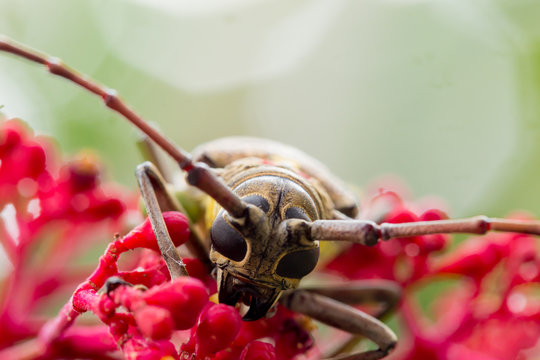 The Exotic Beautiful Longhorn Beetle Palo Verde on Leea guineensis flower.