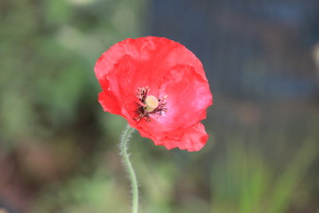 red poppy