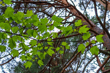 Fototapeta premium Maple branch seen from below
