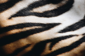 Fototapeta na wymiar tiger skin texture