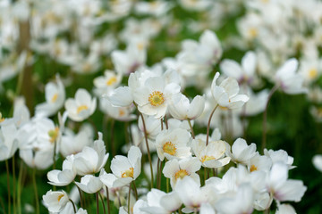 Naklejka na ściany i meble Sehr viele blühende, weiße Anemonen (anemone sylvestris) in einem Beet als Nahaufnahme