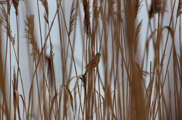 Fototapeta premium Nature as a texture. Reeds with a bird.