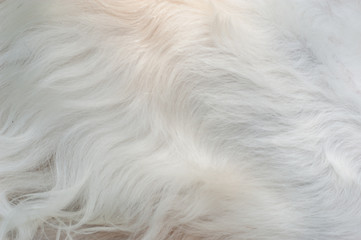 Fluffy fur of a large, white dog.