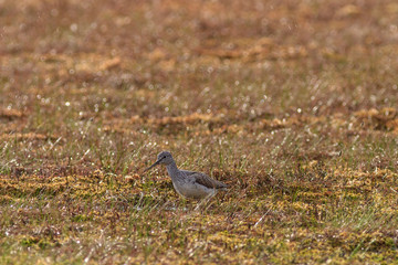 Common Greenshank