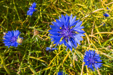 Blue colorful Cornflowers in meadow