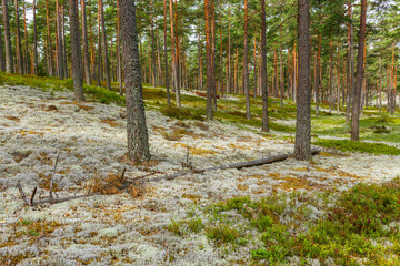 Coniferous forest view in summer