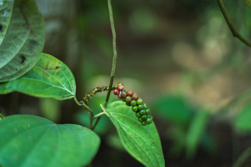 Young green fruits of black pepper grow on a bush in the garden of plants and spices in Sri Lanka