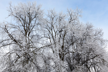 Deciduous tree in winter.