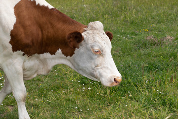 Naklejka na ściany i meble profile head cow Farm animal concept in green grass
