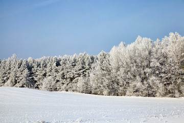 Winter forest
