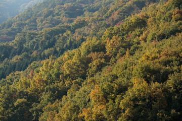 秋の山
