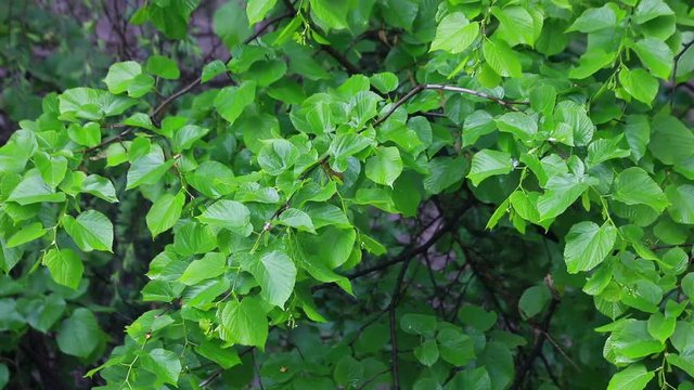 urginea maritima flover