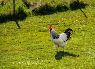 A big and proud black and white cock strolling across a lawn.