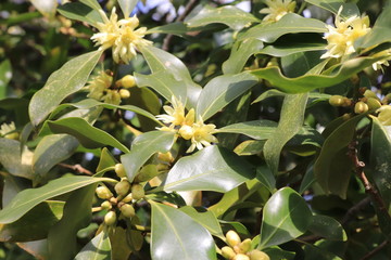 仏事の花・シキミ