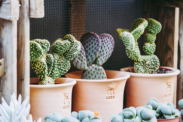 Figuiers de Barbarie, cactus en pot